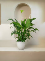 Peace Lily