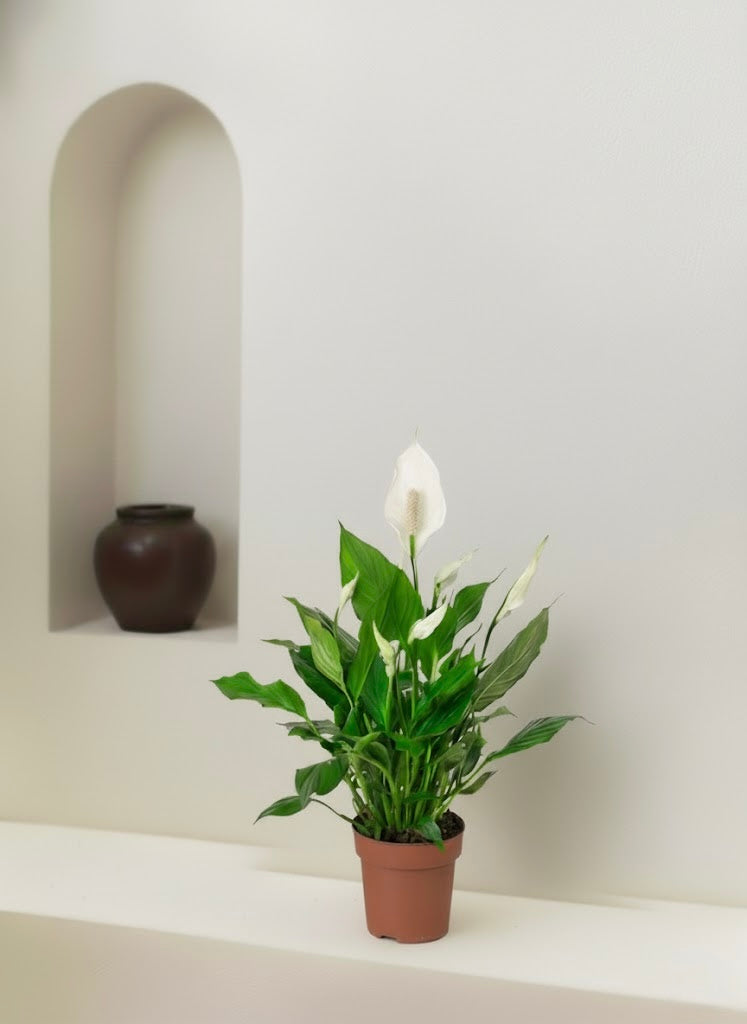 Peace Lily