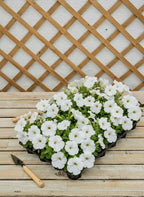 Petunia