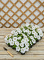 Petunia