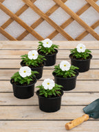 Petunia