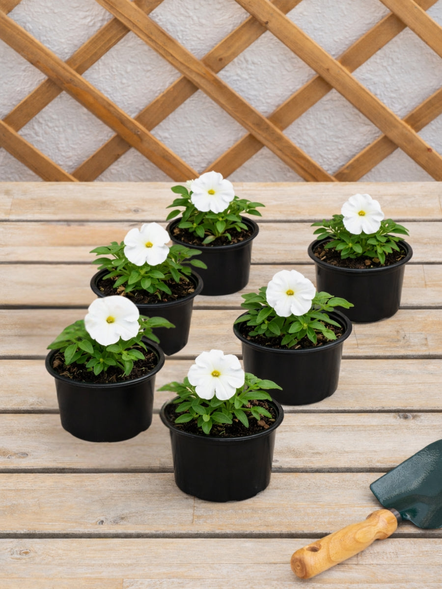 Petunia