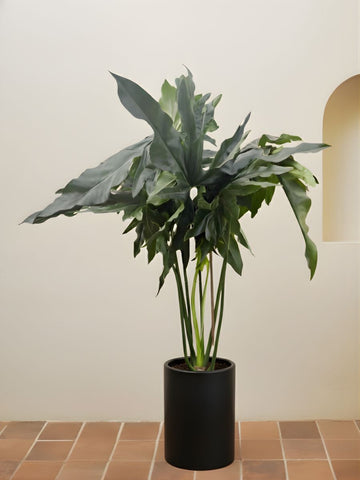 Philodendron Angela