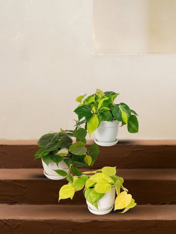 Philodendron Dream Team