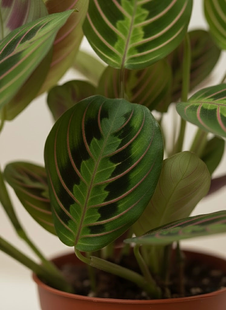 Prayer Plant