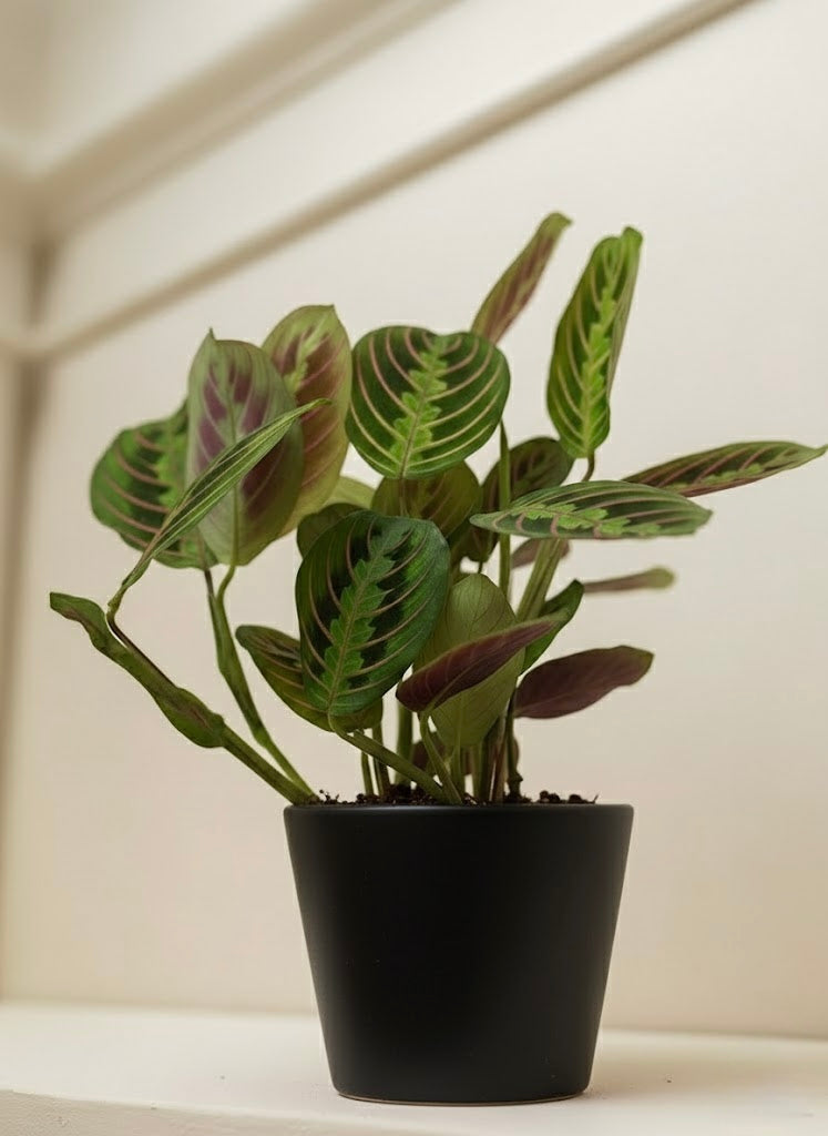 Prayer Plant