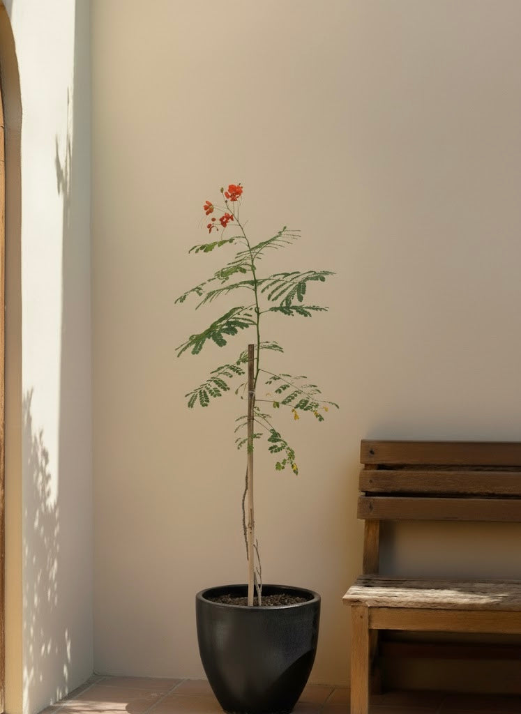 Peacock Flower
