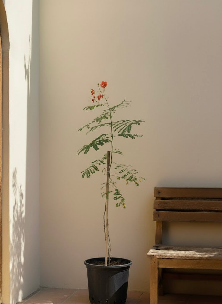 Peacock Flower