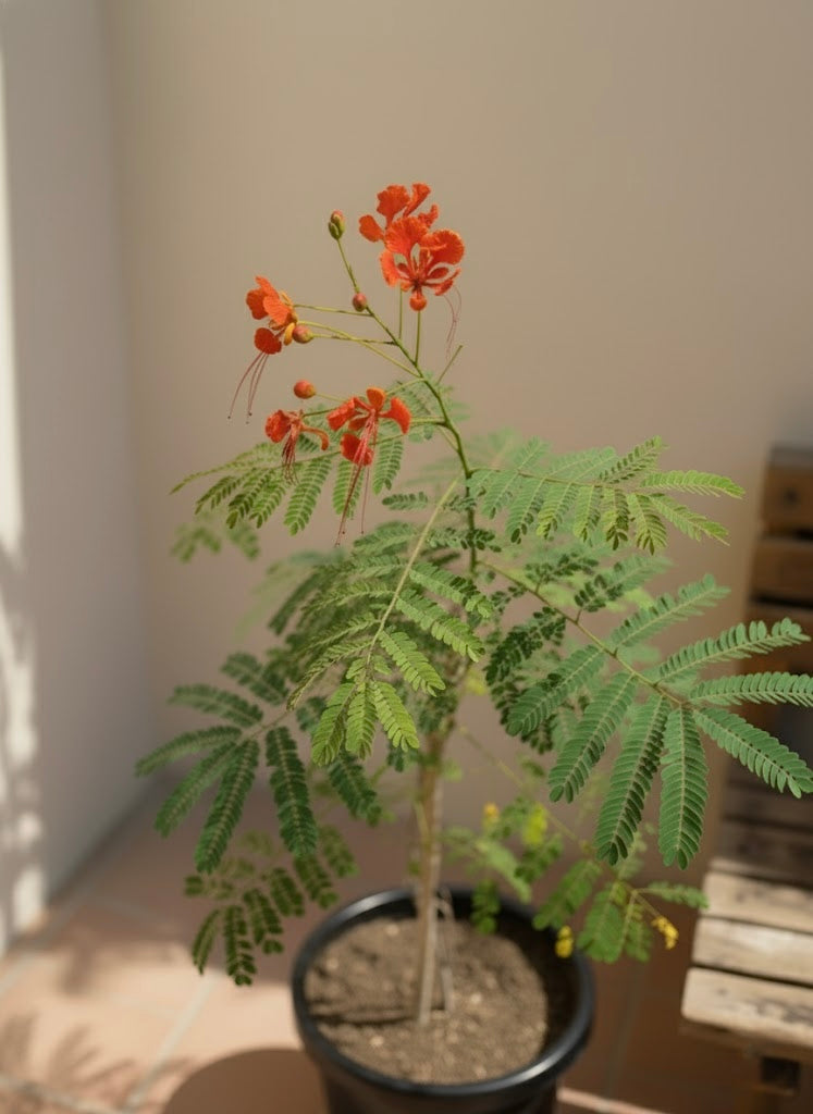 Peacock Flower