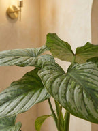 Silver Cloud Philodendron