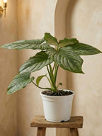 Silver Cloud Philodendron