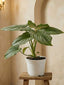 Silver Cloud Philodendron