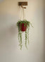 String of Pearls