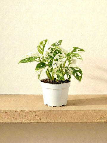 Variegated Monkey Monstera