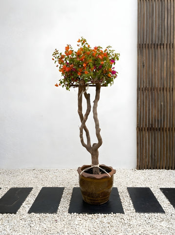 Bougainvillea Tree Multicolored