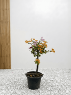 Bougainvillea Tree Multicolored