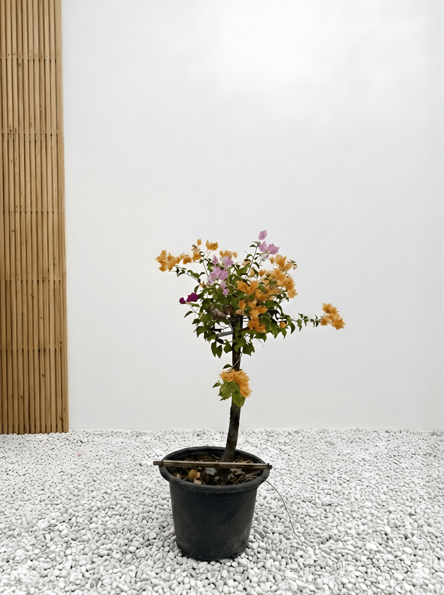 Bougainvillea Tree Multicolored