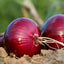 Red Vernina Onion | Seeds