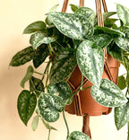 Satin Pothos